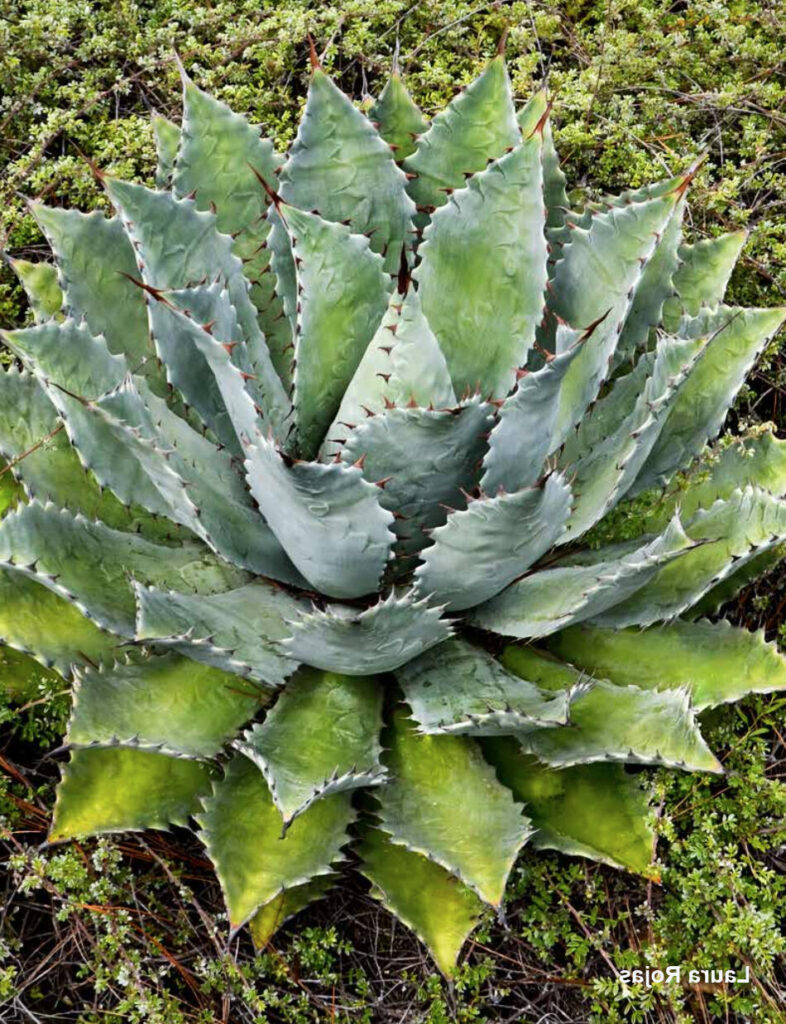 agave capensis guia completa