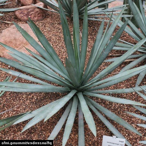 agave crassifolia guia completa