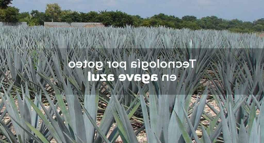 agave cruciata guia completa