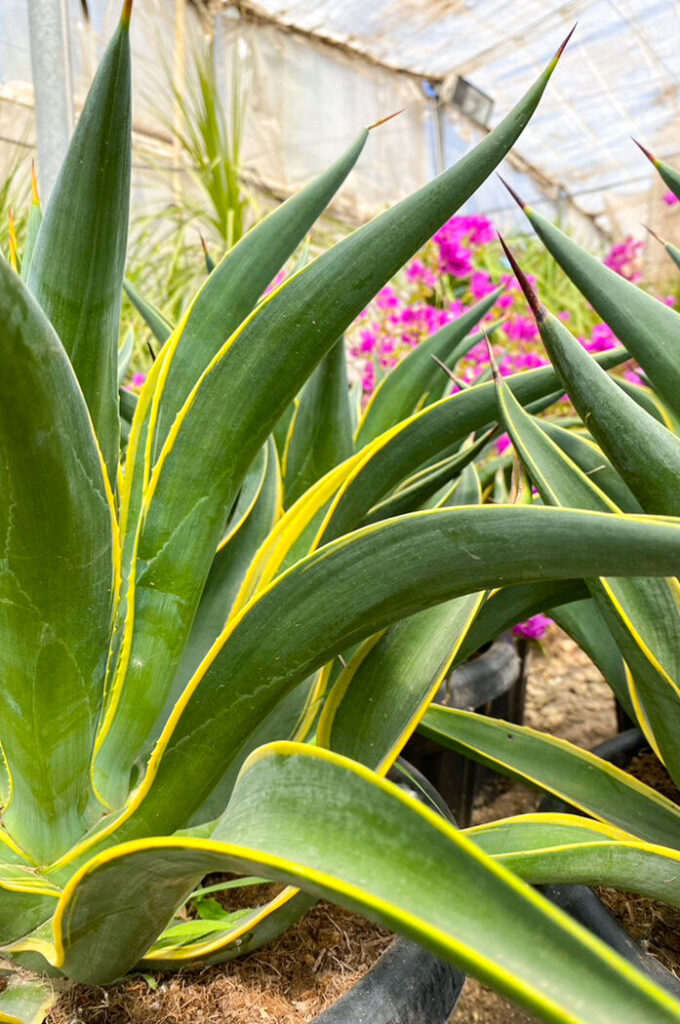 agave desmettiana guia completa