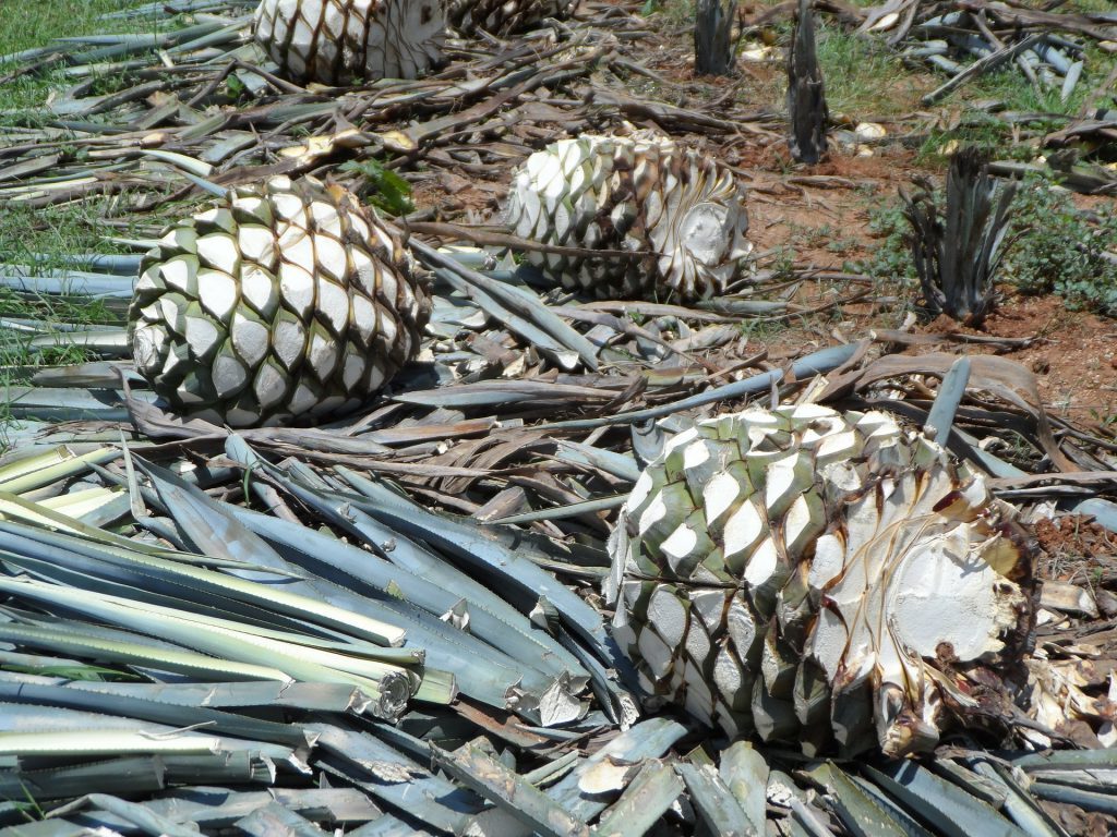 agave elongata guia completa