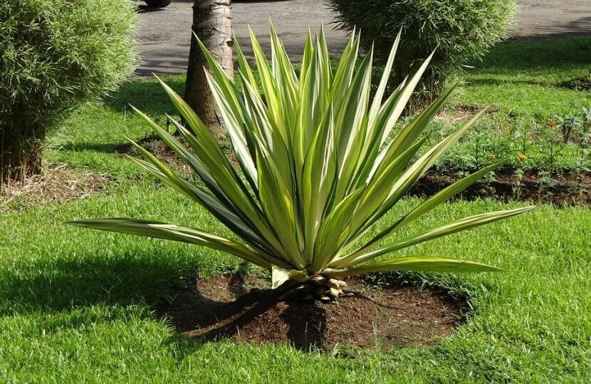 agave foetida guia de cuidados