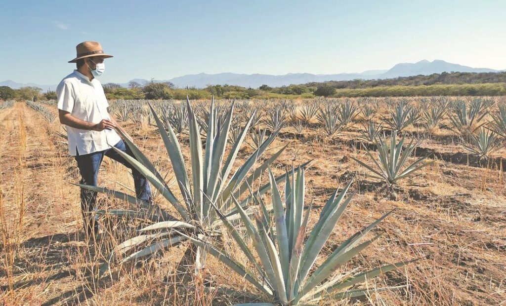 agave montana guia completa