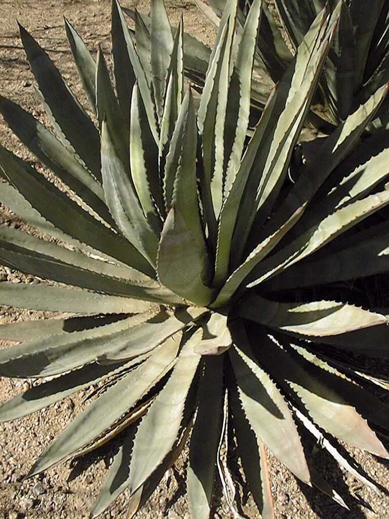 agave murpheyi guia completa