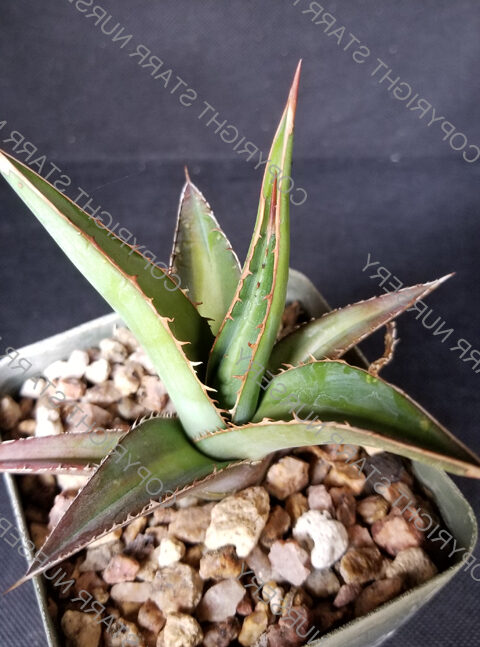 agave nanchititlensis guia completa