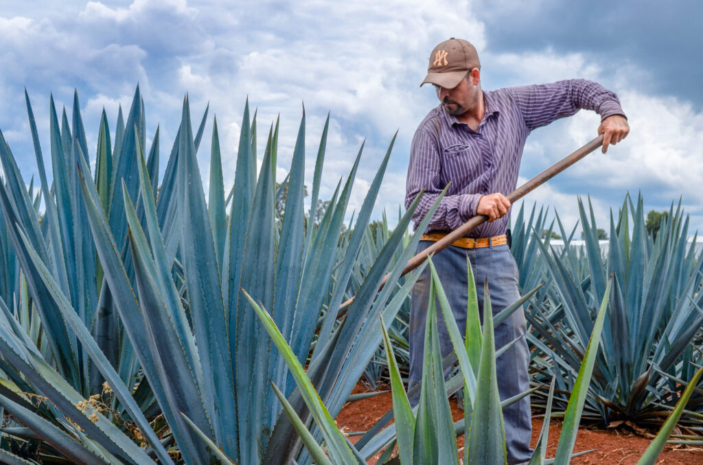 agave nayaritensis guia completa