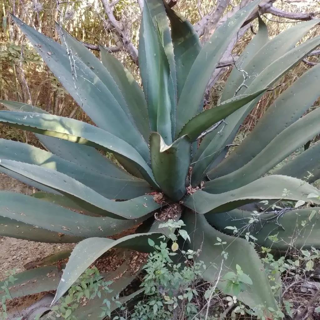 agave neglecta cuidados y cultivo