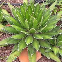 agave neomexicana guia completa