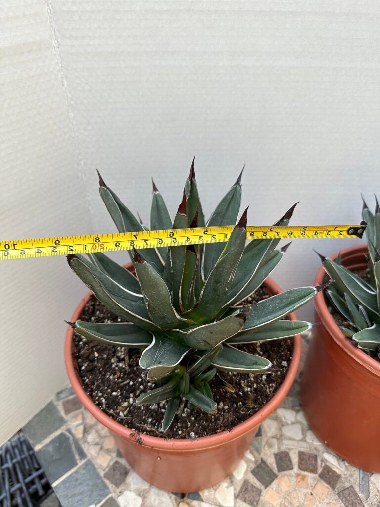 agave nickelsiae guia completa