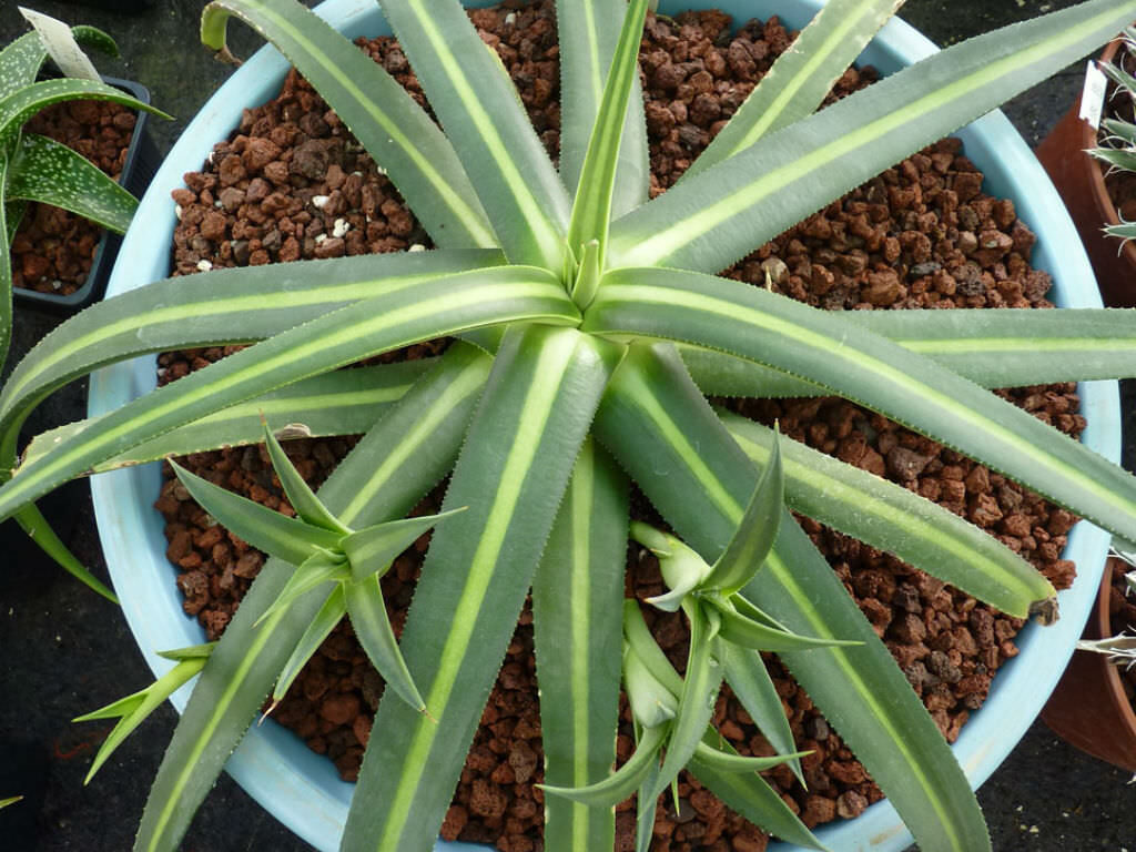 agave nizandensis guia completa