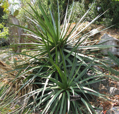 agave ocahui guia completa