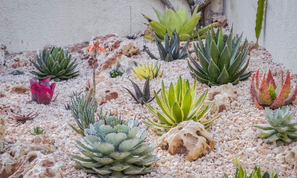 agave palmeri cuidados y cultivo