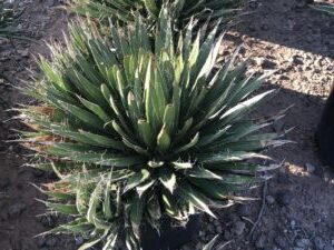 agave parviflora guia completa