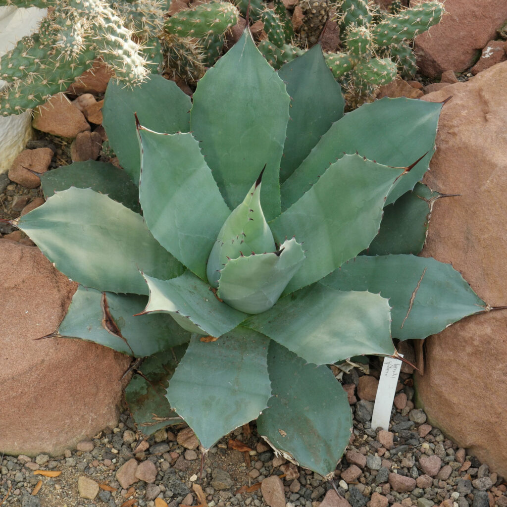 agave patonii guia completa