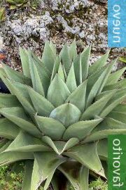 agave peacockii guia completa te parece adecuado