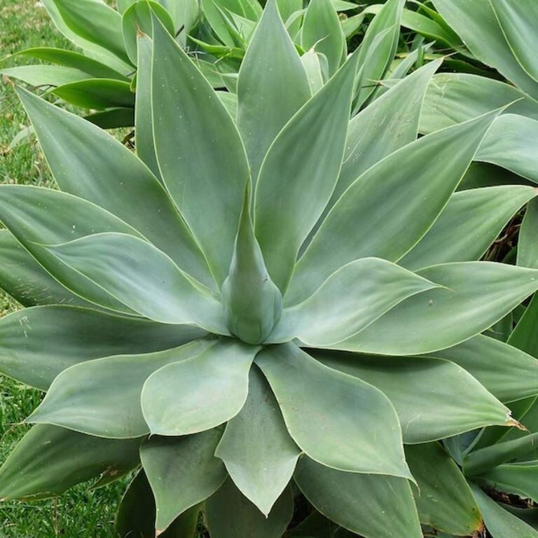 agave pelona cuidados y consejos