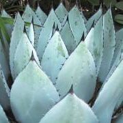 agave perryi guia completa