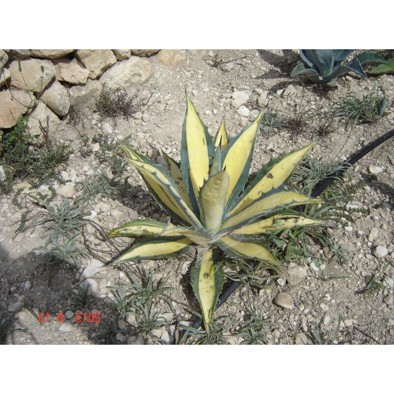 agave phillipsiana guia completa