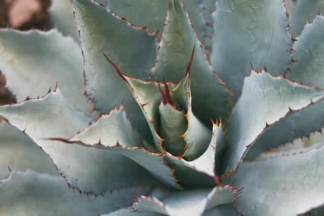 agave piautensis caracteristicas y cuidados