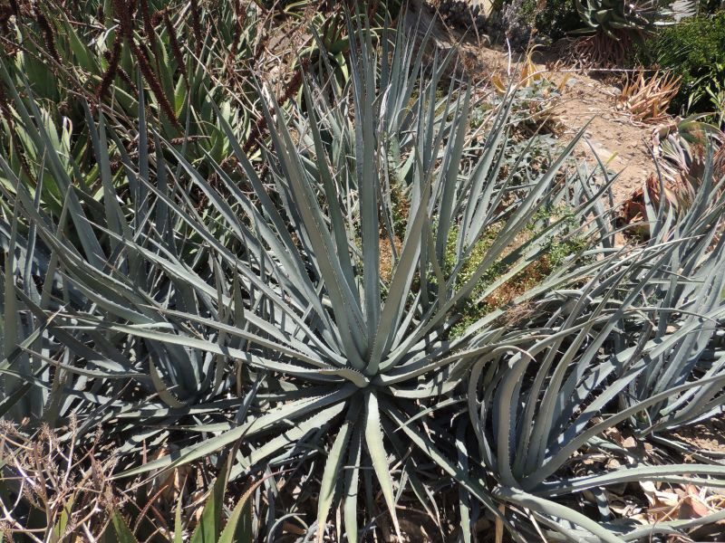 agave pseudohemisphaerica guia completa