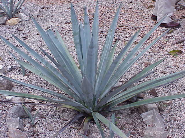 agave pseudotequilana guia completa