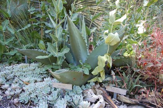 agave scabra guia completa