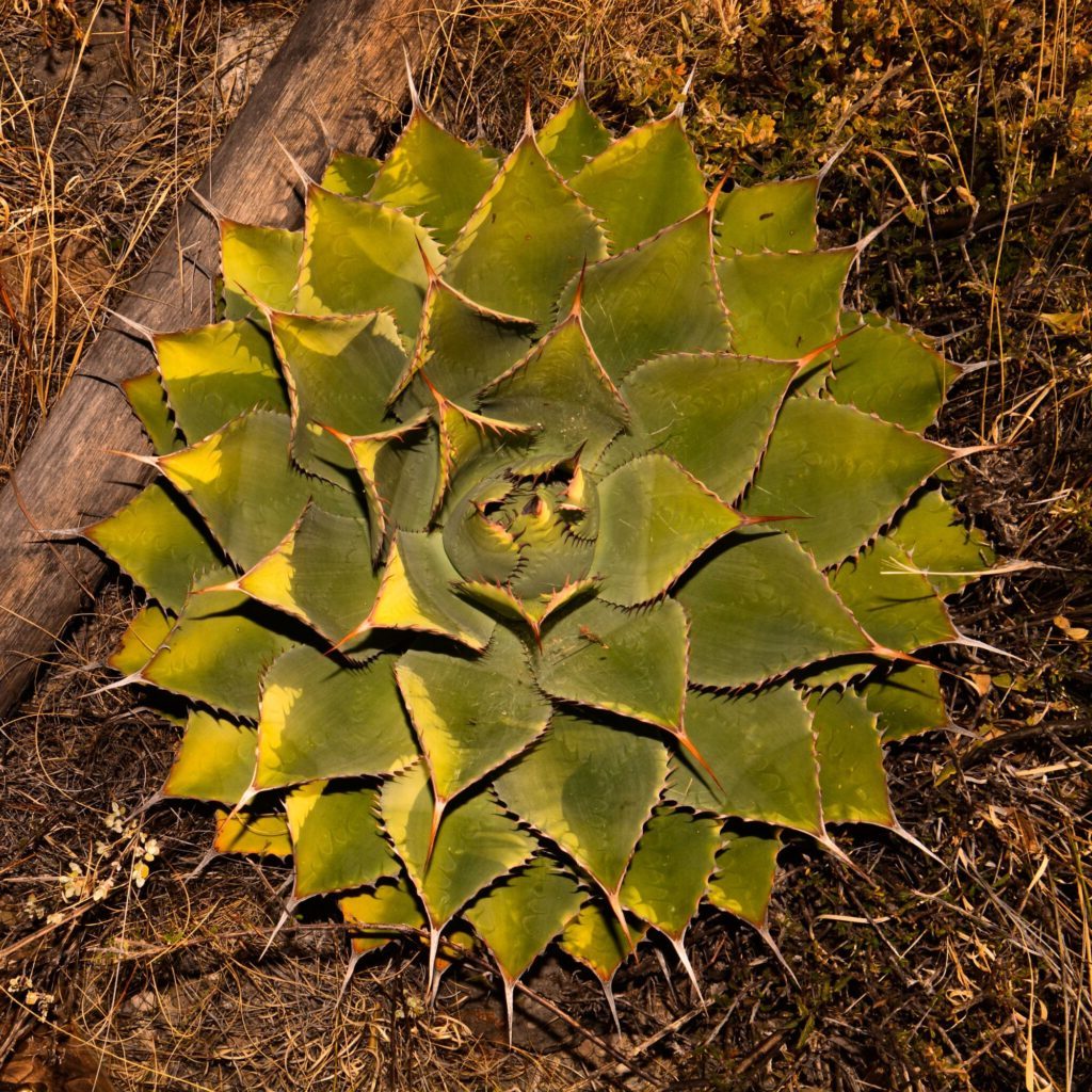 agave scortechinii guia completa