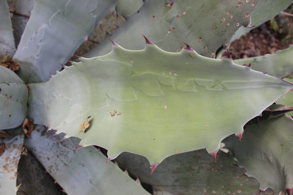 agave seemanniana guia completa