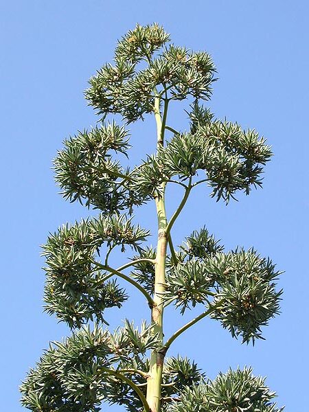 agave sisalana guia completa