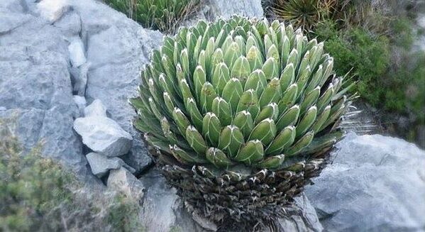 agave sobolifera guia completa