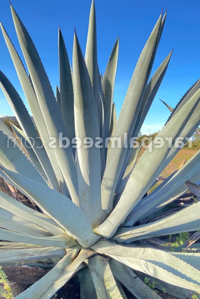 agave sobria todo sobre esta planta suculenta