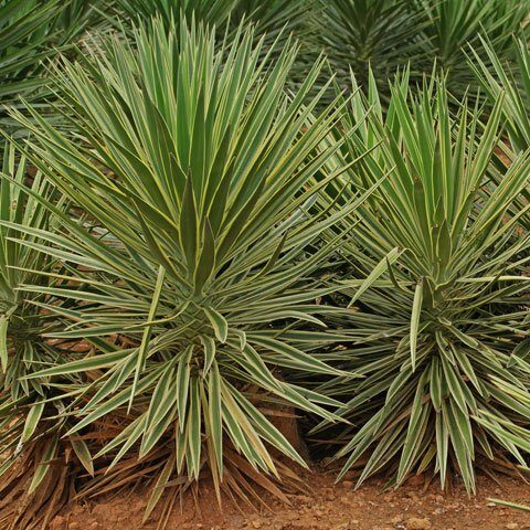 agave striata guia completa