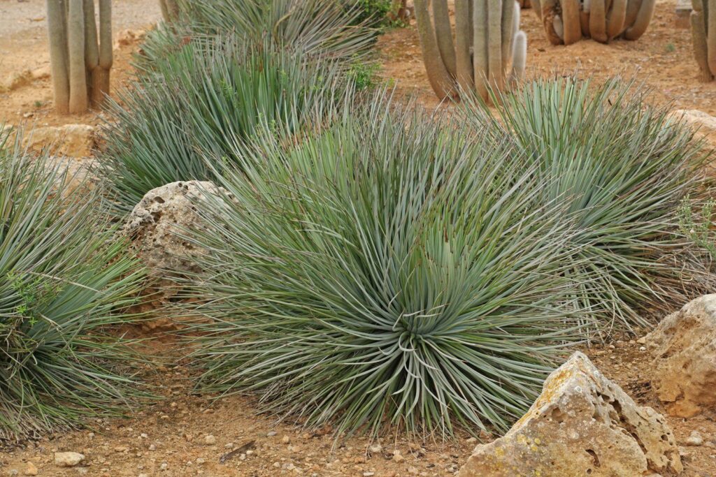 agave stricta guia completa