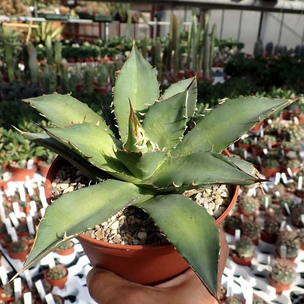 agave tecta guia completa