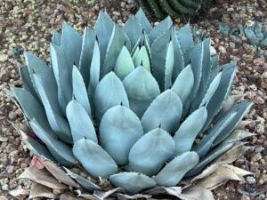 agave thurberi guia completa