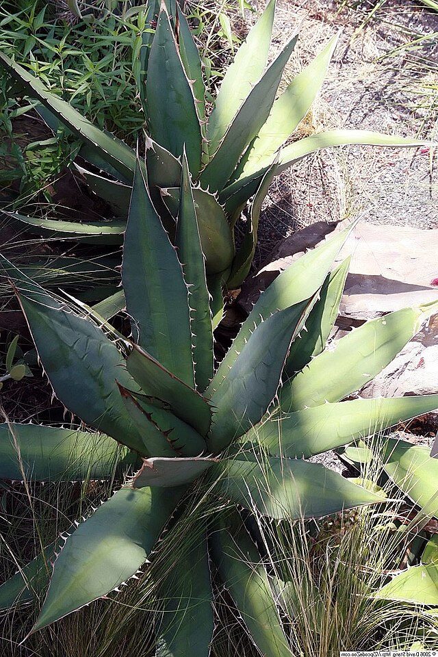 agave titanota guia completa