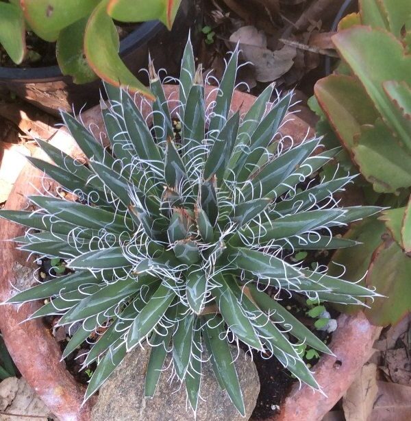 agave toumeyana guia completa