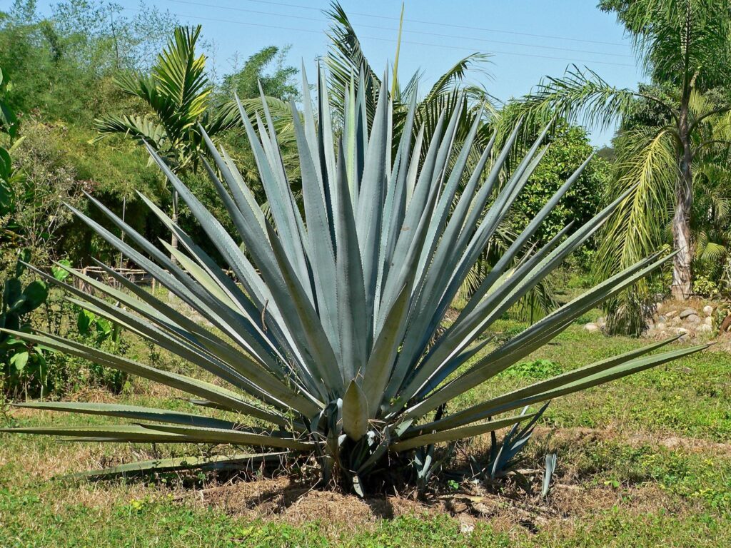 agave triangularis guia completa