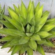 agave univittata guia completa