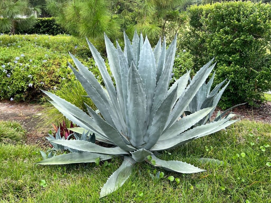 agave valenciana guia completa