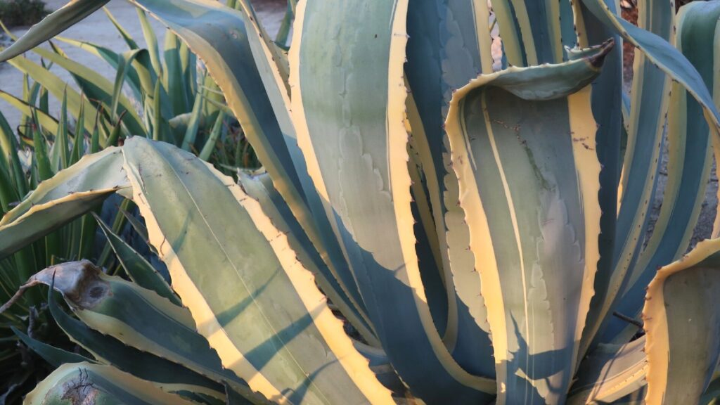 agave variegata guia de cuidados