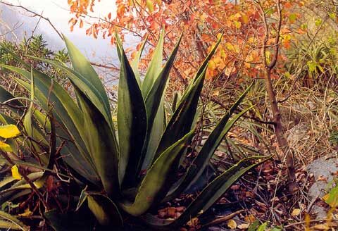 agave vazquezgarciae guia completa