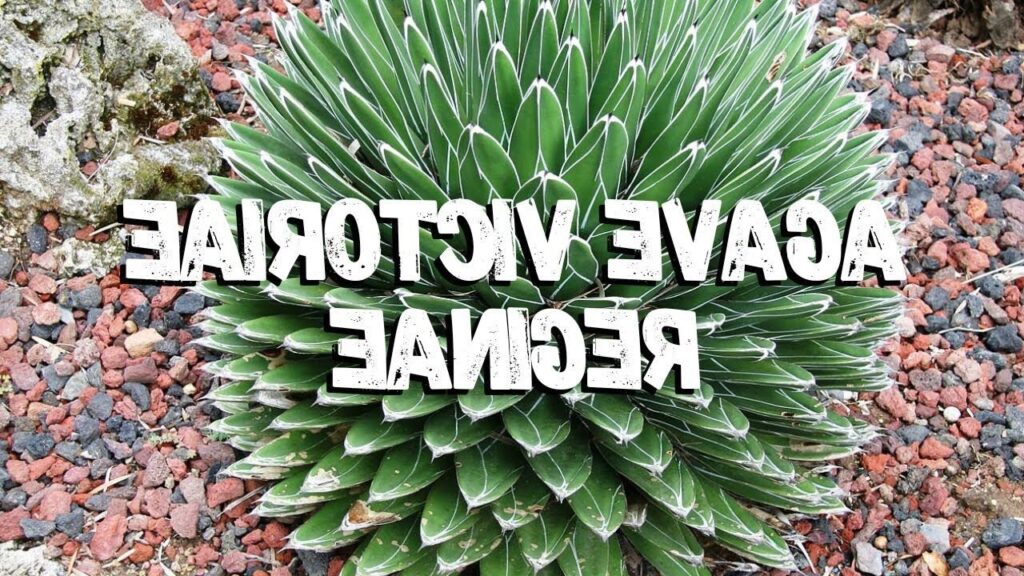 agave victoria reginae guia completa