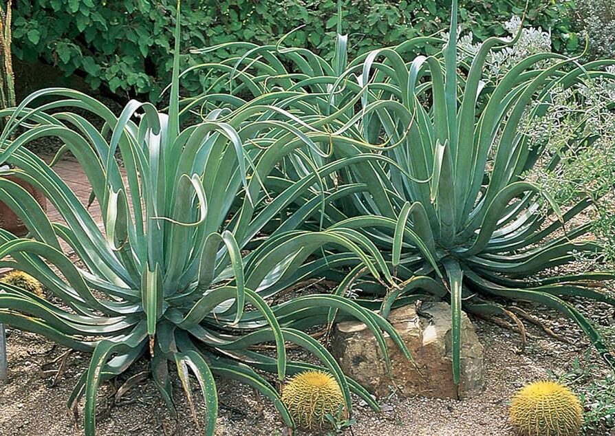 agave vilmoriniana guia completa