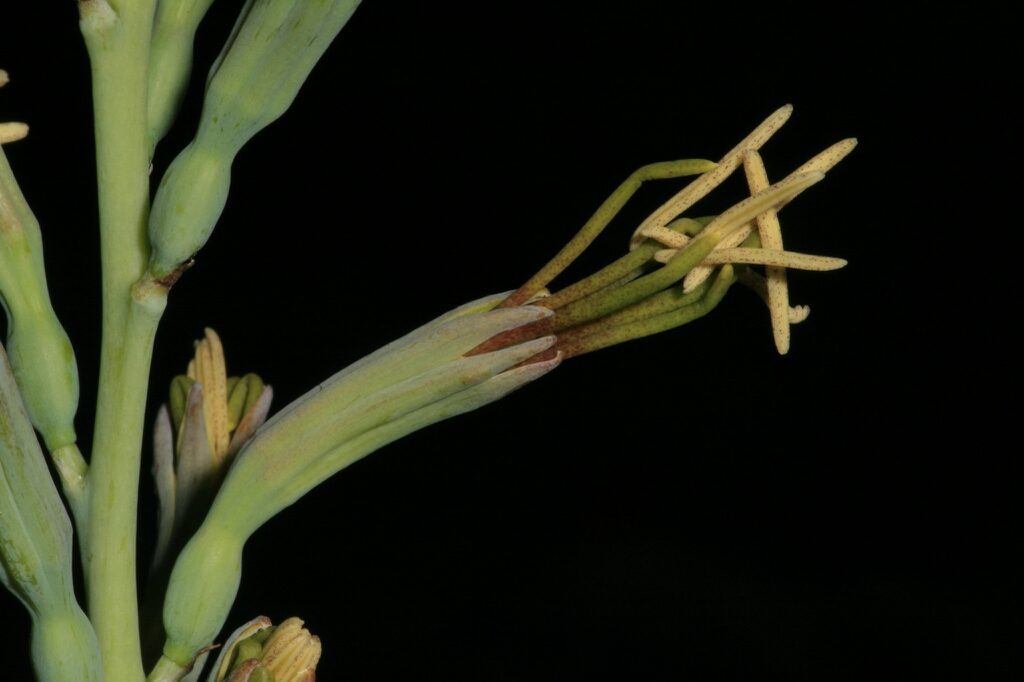 agave virginica guia completa