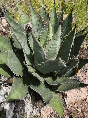 agave wocomahi guia completa