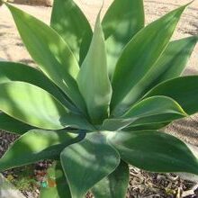 agave xylonacantha guia completa