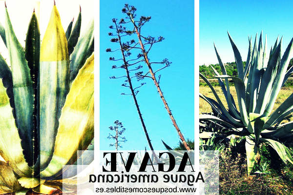 agave zonata guia completa