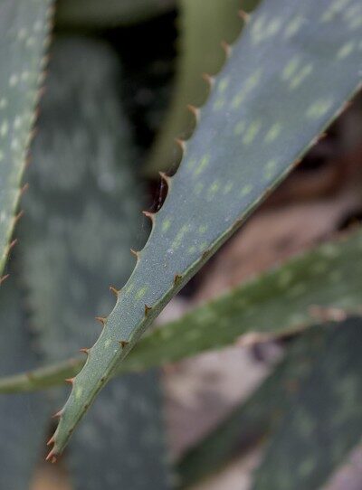 aloe affinis guia completa