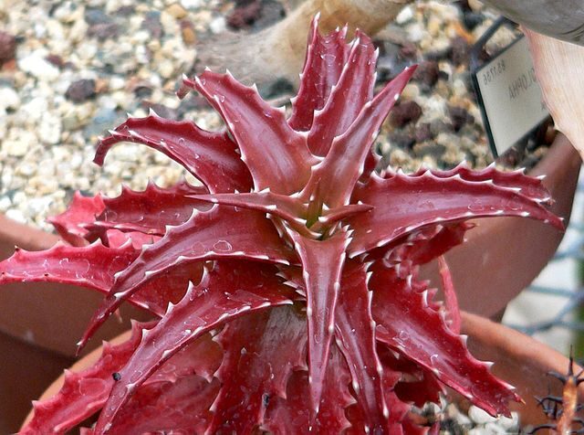 aloe albida guia completa